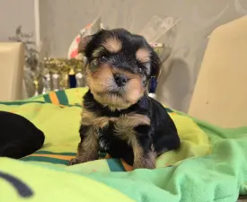 Porsche Of Midsummer Nights Miracle  - Yorkshire Terrier Puppy for sale