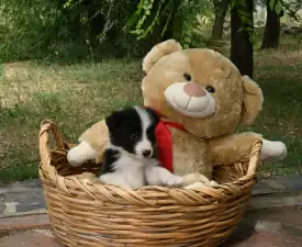 Dazzling Borders Believe In Wonders - Border Collie eladó kiskutya