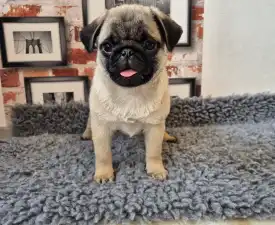 Maverick - Mopsz eladó kiskutya