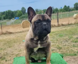 Top Of The Hunterberg Udo - French Bulldog Puppy for sale