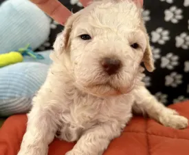 Sally Scull - Lagotto Romagnolo eladó kiskutya