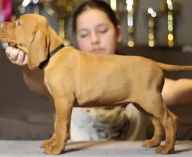 Pörgelóci Land Rover - Wyżeł węgierski krótkowłosy Szczenię na sprzedaż