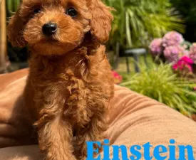 Einstein - Törpe uszkár eladó kiskutya