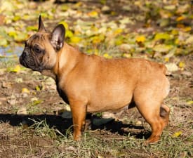 Lana - Französische Bulldogge Angebotener Welpe