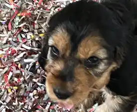 Nala - Angol Cocker spániel eladó kiskutya