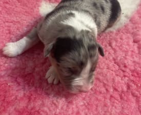 Blue Merle Nbt Szuka - Ciobanesc Australian Cățeluș de vânzare