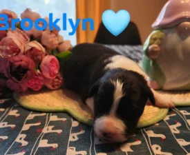Brooklyn - Border Collie eladó kiskutya