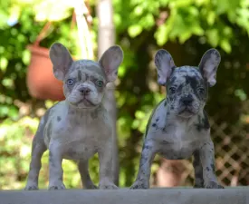 Duster & Málna  - Francia bulldog eladó kiskutya