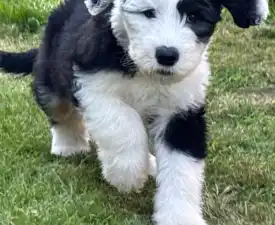 Casanova - Old English Sheepdog Puppy for sale