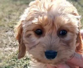 Milenka - Labradoodle eladó kiskutya