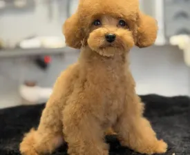 Woody (teacup/toy) - Той-пудель Щенок на продажу