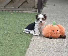 Quentina - Biewer Yorkshire Chiot à vendre