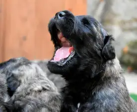 Kék - Flanders Cattle Dog Puppy for sale