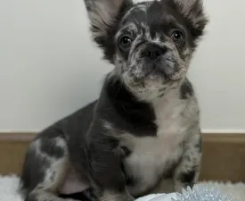 Selena - Bulldog francese Cucciolo in vendita