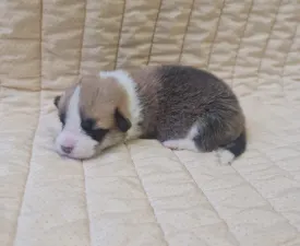 Dorina - Welsh Corgi Pembroke Puppy for sale