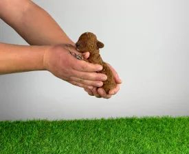 Livio - Poodle Miniature Puppy for sale