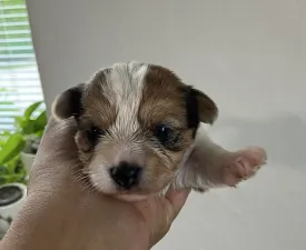 Hope - Yorkshire Terrier Puppy for sale