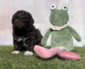 Curly Stars Of Dreams Vibe Spirit  - Romagna Water Dog Puppy for sale