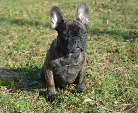 Hiro - Francia bulldog eladó kiskutya