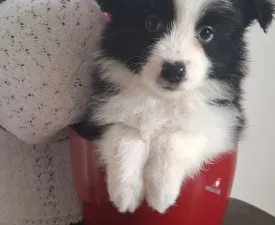 Mini - Border Collie eladó kiskutya