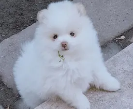 Mateo - Pomeranian eladó kiskutya