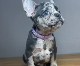 Anna  - French Bulldog Puppy for sale