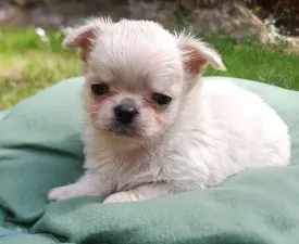 Igor  - Chihuahua Cucciolo in vendita