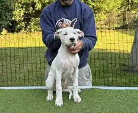 Amidala Los Hijos De Horus - Dogo Argentino Puppy for sale