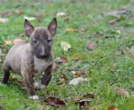 Joy - Bull terrier miniature Chiot à vendre