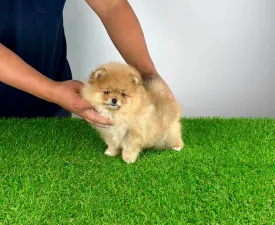 Pici Bello - Pomeranian eladó kiskutya