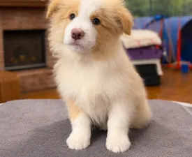 Red Boy - Border Collie Puppy for sale