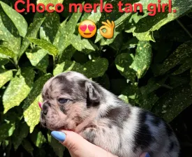 Helen  - Francia bulldog eladó kiskutya