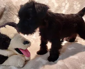Héra - Miniature Schnauzer Puppy for sale