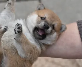 Bravados F - Shiba Puppy for sale