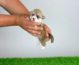 Aruna - Pembroke Welsh Corgi eladó kiskutya