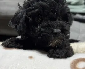 Chloe - Poodle Miniature Puppy for sale