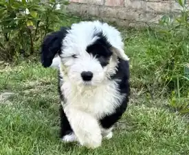 Cheyenne - Old English Sheepdog Puppy for sale