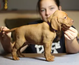 Jaguar - Hungarian Short-haired Vizsla Puppy for sale