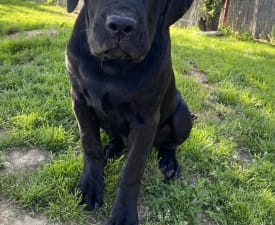 Cassiopeia’s Pearl Zeller - Cane Corso eladó kiskutya