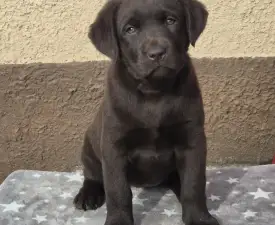 Freya - Labrador Retriever Angebotener Welpe