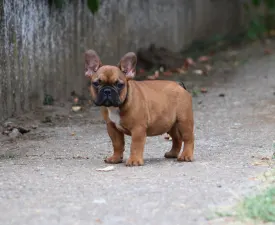 Elton - French Bulldog Puppy for sale
