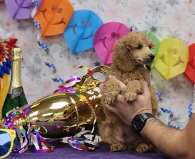 Kashmir Of Your Sweetest Dream - Pudel średni Szczenię na sprzedaż