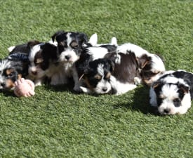 L”alom - Biewer Terrier Puppy for sale