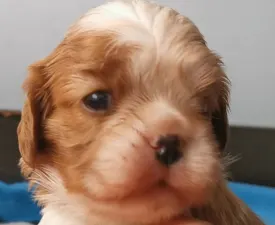 Helena - Cavalier King Čarles Španiel Štenci na prodaju