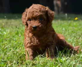 La-La - Caniche Toy Chiot à vendre