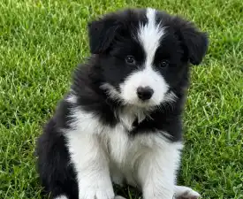 Fields Of Treasure Standing Ovation - Border Collie eladó kiskutya