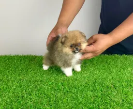 Mandarin - Pomeranian Cățeluș de vânzare