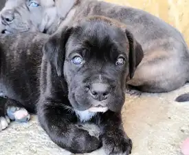 Dali - Chien de cour italien Chiot à vendre