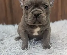 Richie - French Bulldog Puppy for sale