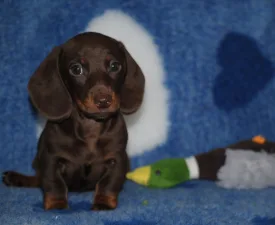 Lucky - jazavičar Štenci na prodaju